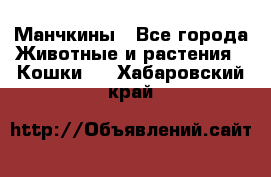 Манчкины - Все города Животные и растения » Кошки   . Хабаровский край